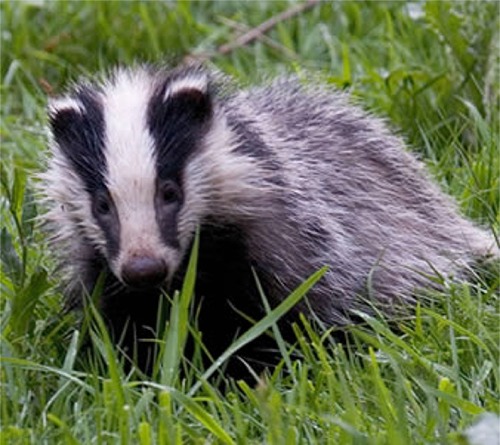 Badger