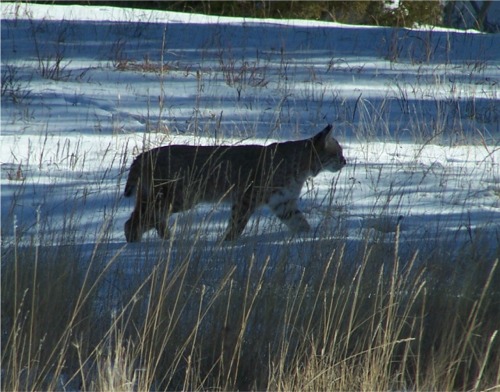 Bobcat