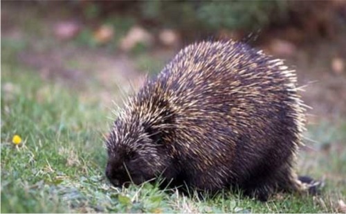 Porcupine