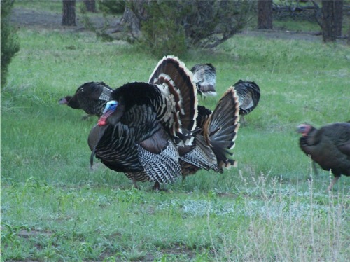 Merriam Turkey
